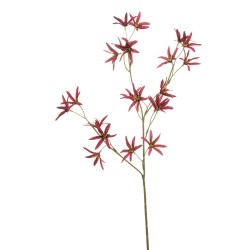 TWEEDIA BURDEOS 70CM
