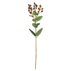 HIPERICO ROJO 64CM