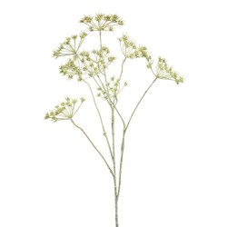HERACLEUM VERDE 75CM