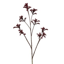 ANIGOZANTHOS BURDEOS 85CM