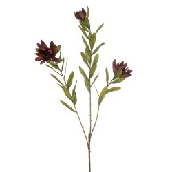 PROTEA BURDEOS 100CM