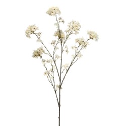 HORTENSIA CREMA 120CM