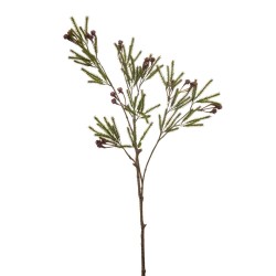 BERZELIA BURDEOS 82CM