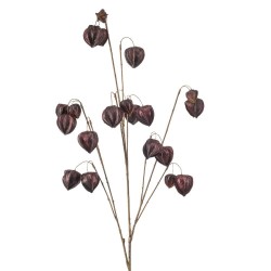 PHYSALIS X 10 PURPURA 110CM