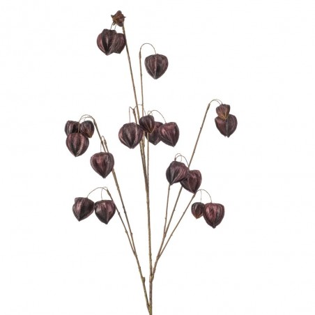 PHYSALIS X 10 PURPURA 110CM