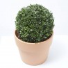 ILEX BOLA MACETA 5L
