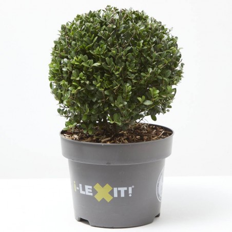 ILEX BOLA MACETA 5L