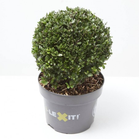 ILEX BOLA MACETA 5L