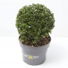 ILEX BOLA MACETA 5L