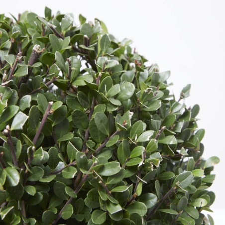 ILEX BOLA MACETA 5L