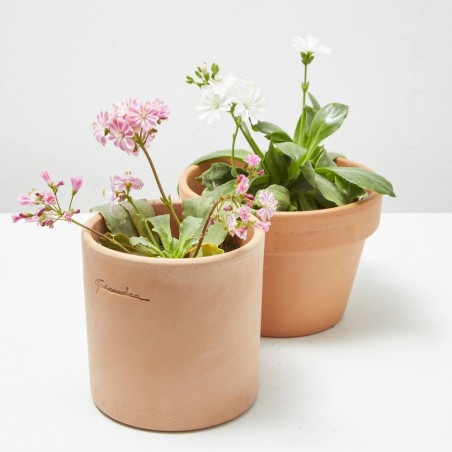LEWISIA MACETA 13CM
