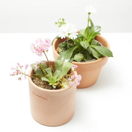 LEWISIA MACETA 13CM