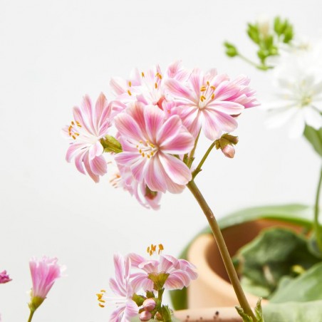 LEWISIA MACETA 13CM