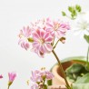 LEWISIA MACETA 13CM