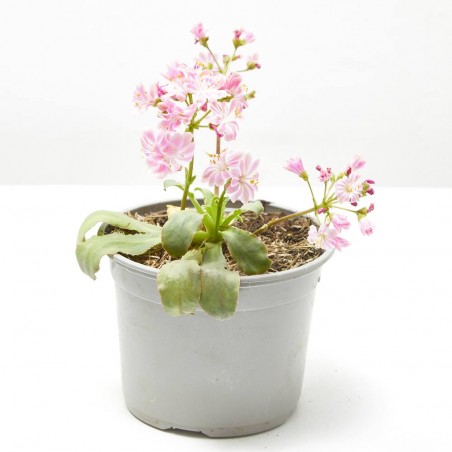 LEWISIA MACETA 13CM