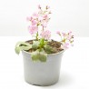 LEWISIA MACETA 13CM