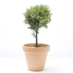 OZOTHAMUS COPA 5L