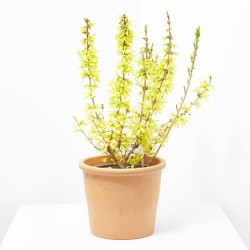 FORSYTHIA