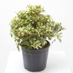 OSMANTHUS 10L