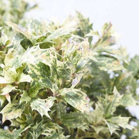 OSMANTHUS 10L