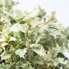 OSMANTHUS 10L