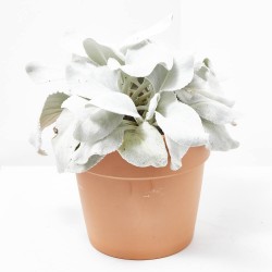 SENECIO MACETA 5L