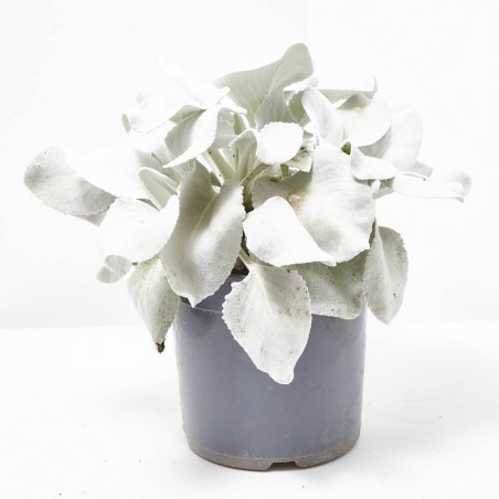 SENECIO MACETA 5L