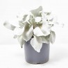 SENECIO MACETA 5L