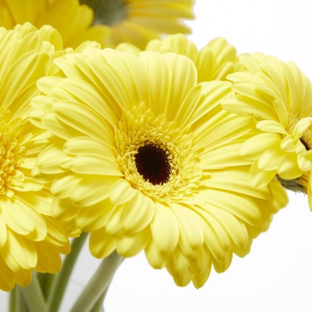 RAMO GERBERAS AMARILLO
