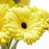 RAMO GERBERAS AMARILLO