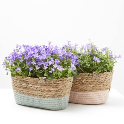 CAMPÁNULA CESTA 27CM