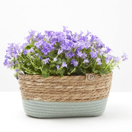 CAMPÁNULA CESTA 27CM
