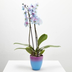 ORQUÍDEA PHALAENOPSIS TINTADA BICOLOR 2 TALLOS CON MACETERO