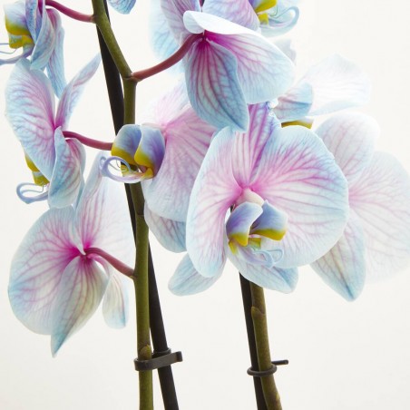 ORQUÍDEA PHALAENOPSIS TINTADA BICOLOR 2 TALLOS CON MACETERO