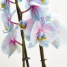 ORQUÍDEA PHALAENOPSIS TINTADA BICOLOR 2 TALLOS CON MACETERO