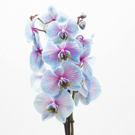 ORQUÍDEA PHALAENOPSIS TINTADA BICOLOR 2 TALLOS CON MACETERO