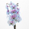 ORQUÍDEA PHALAENOPSIS TINTADA BICOLOR 2 TALLOS CON MACETERO