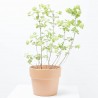 VIBURNUM OPULUS MACETA 5L