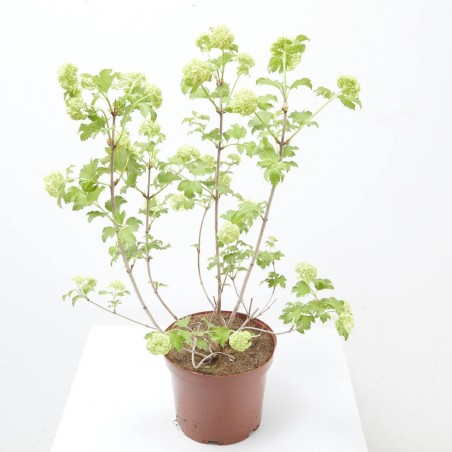 VIBURNUM OPULUS MACETA 5L