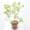 VIBURNUM OPULUS MACETA 5L