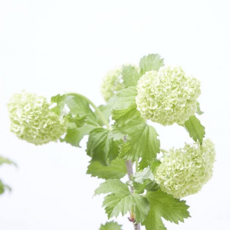 VIBURNUM OPULUS MACETA 5L