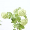 VIBURNUM OPULUS MACETA 5L