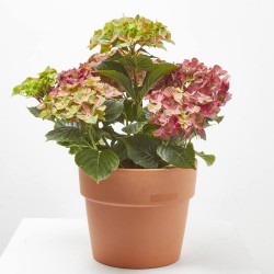 HORTENSIA MACETA 23CM REMBRANDT