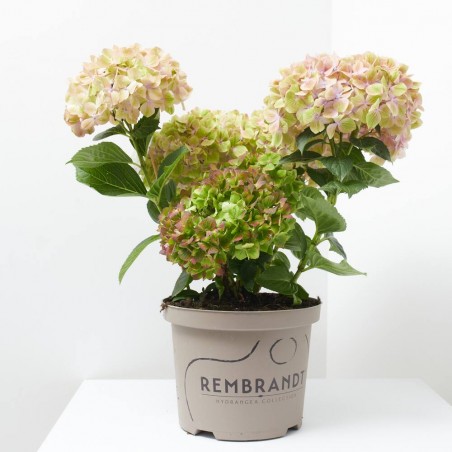HORTENSIA MACETA 23CM REMBRANDT