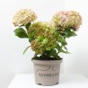 HORTENSIA MACETA 23CM REMBRANDT