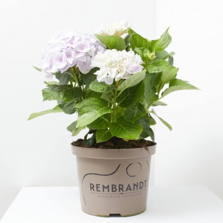 HORTENSIA MACETA 23CM REMBRANDT