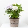 HORTENSIA MACETA 23CM REMBRANDT