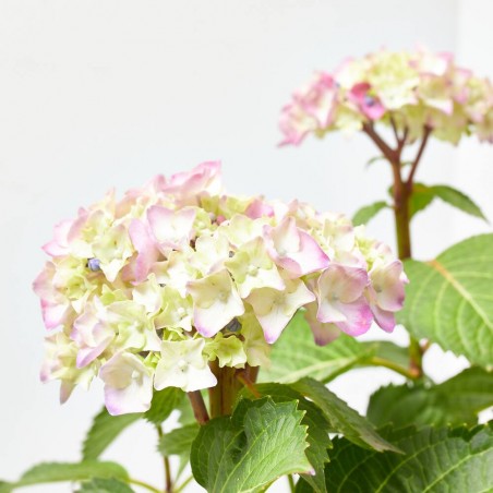 HORTENSIA MACETA 23CM REMBRANDT