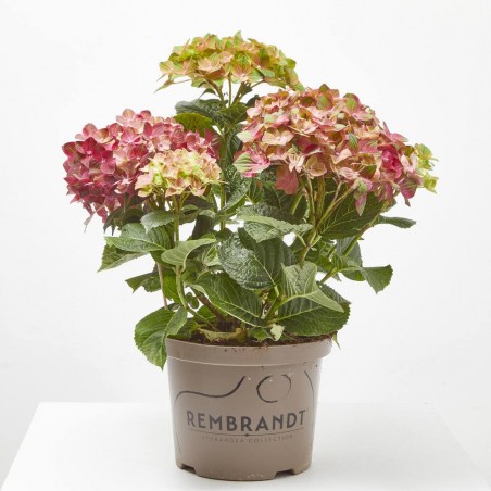 HORTENSIA MACETA 23CM REMBRANDT