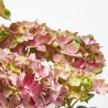 HORTENSIA MACETA 23CM REMBRANDT
